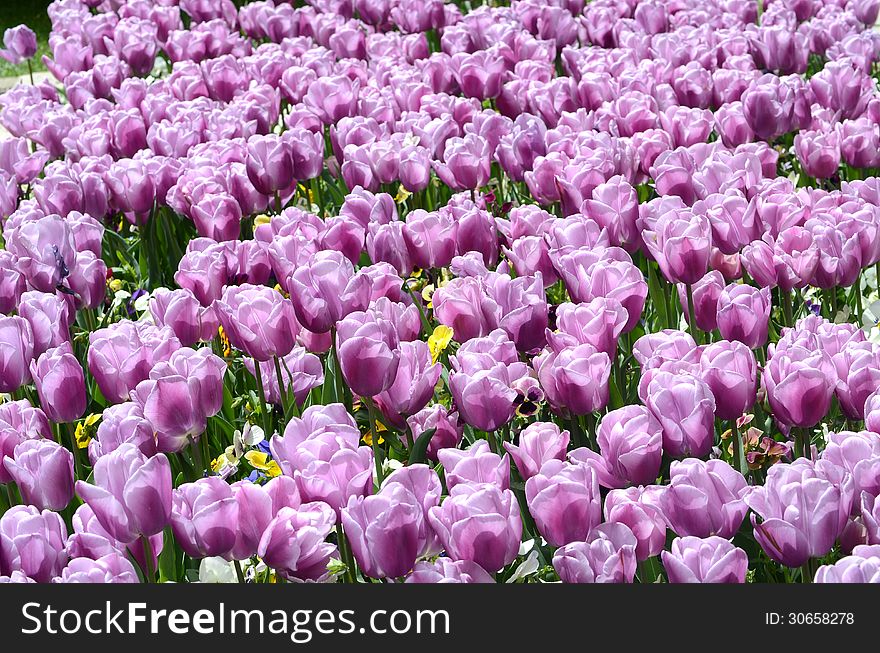 Many violet tulips at park