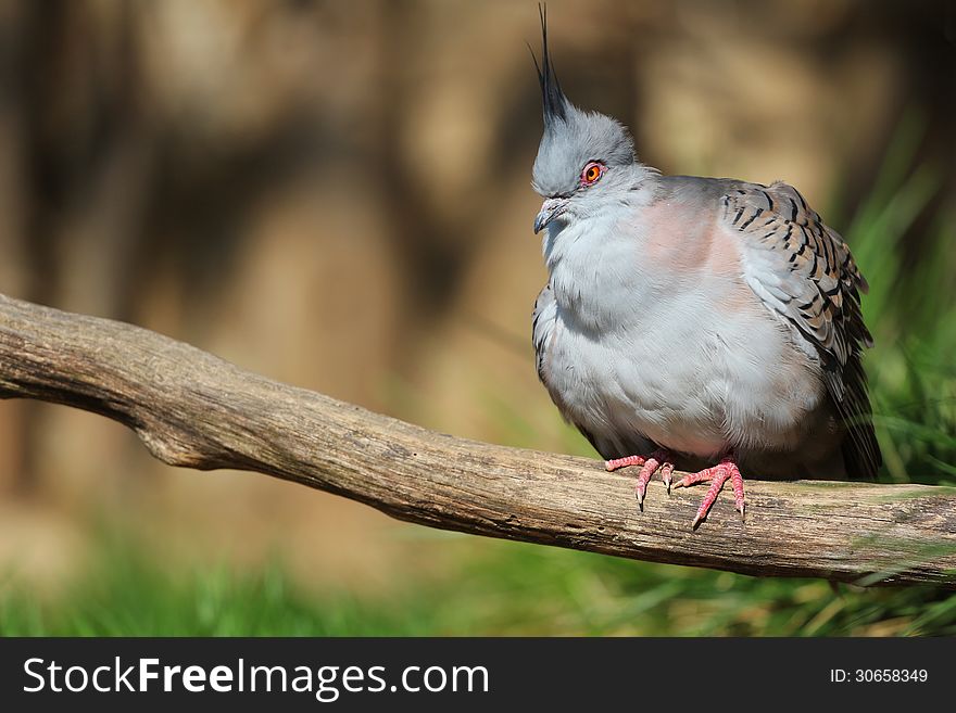 Dove crested pigeon is greater