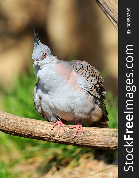 Crested pigeon