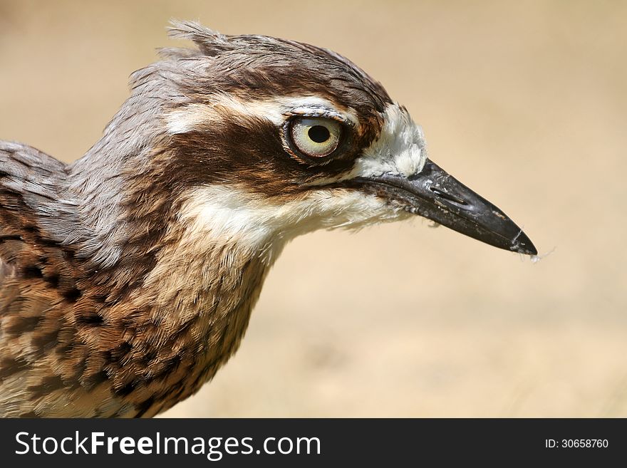 Stone Curlew is a small bird