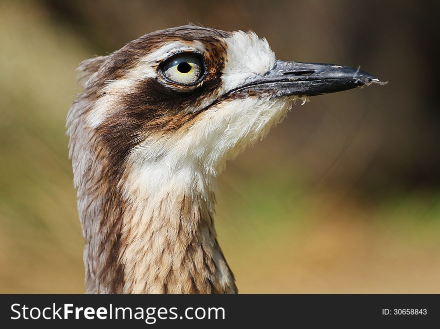 Stone Curlew is a small bird