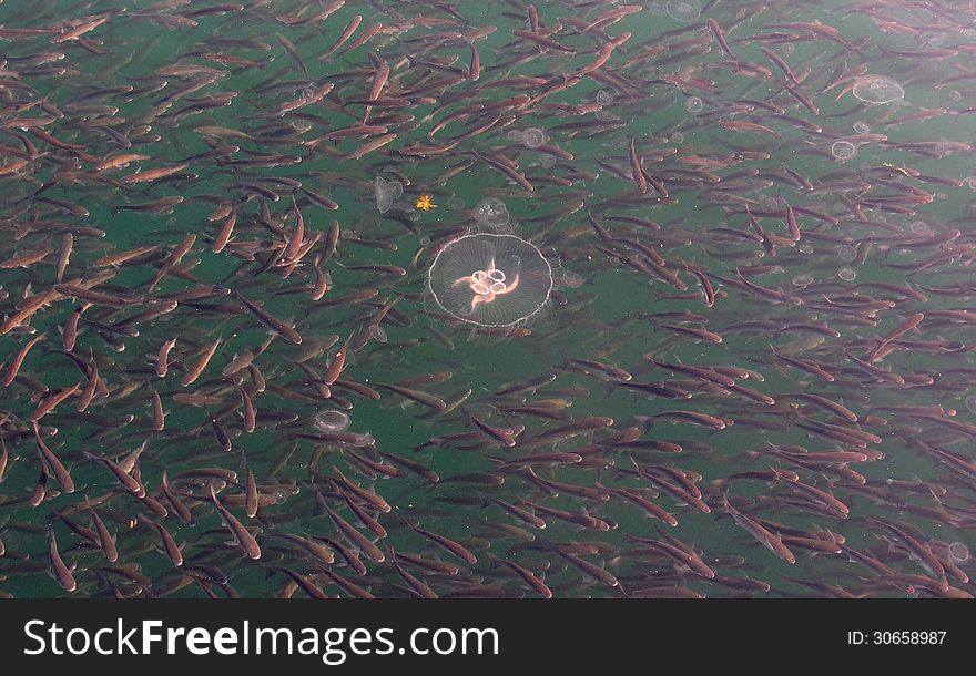 Grey and pink colored school of fish and pink glowing jellyfish in green sea water and a small yellow floret. Grey and pink colored school of fish and pink glowing jellyfish in green sea water and a small yellow floret