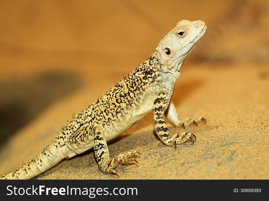 Agama lizard is a small zoo from