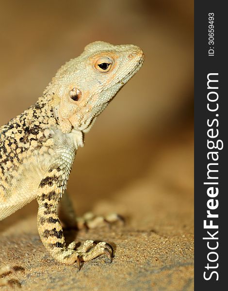 Agama lizard is a small zoo from