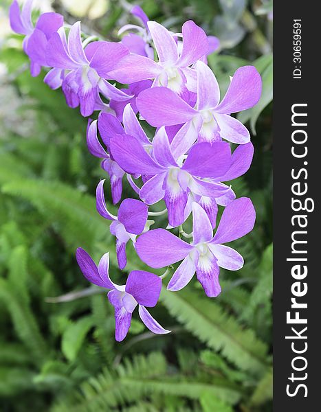 Purple orchid with green background