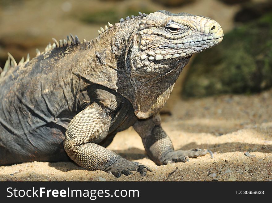 Iguana is a large lizard from the zoo