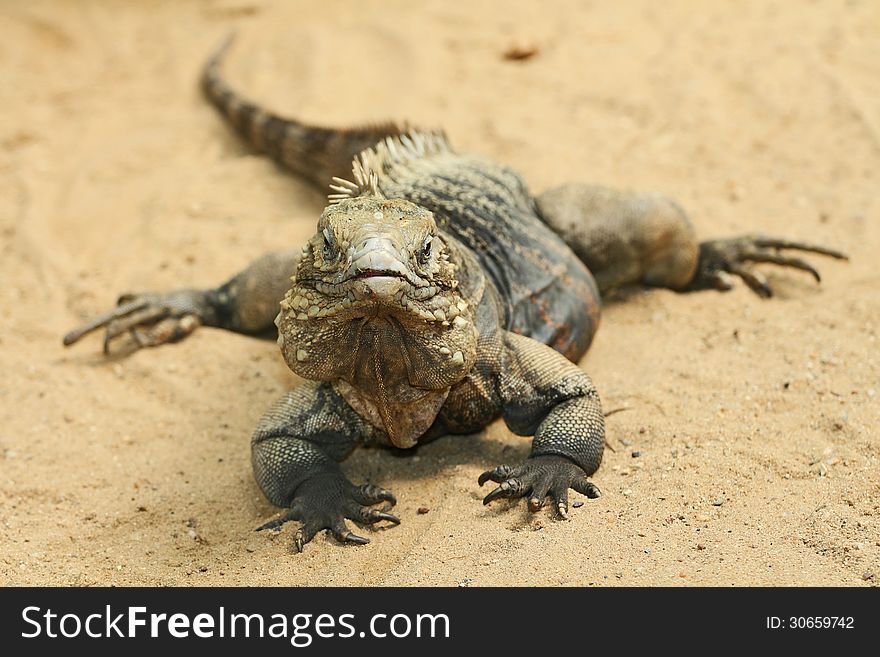 Iguana is a large lizard from the zoo