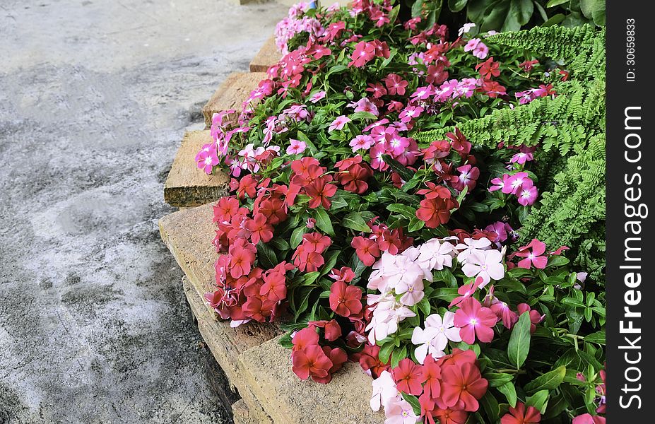 Flowering watercress For decoration office locations