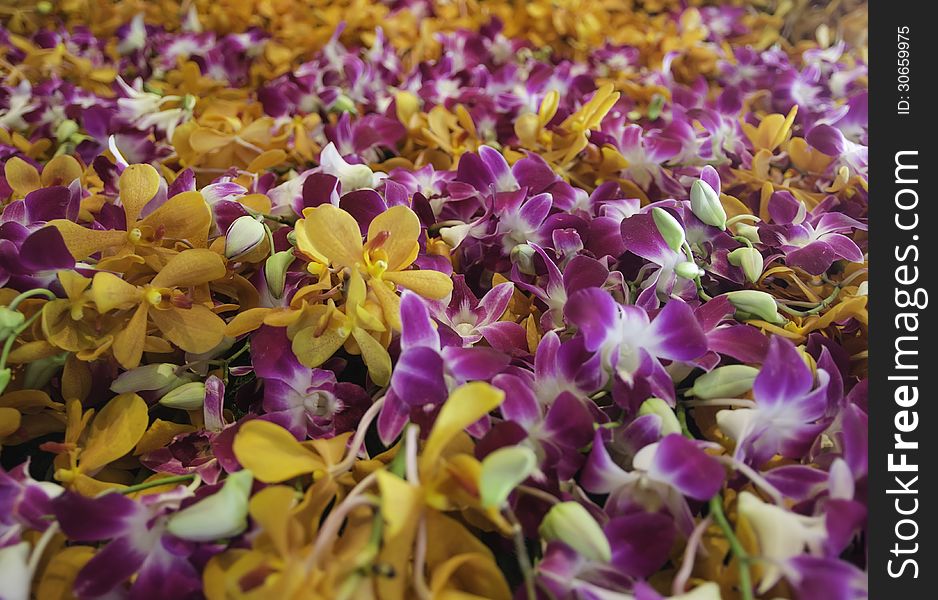 Purple And Orange Orchid