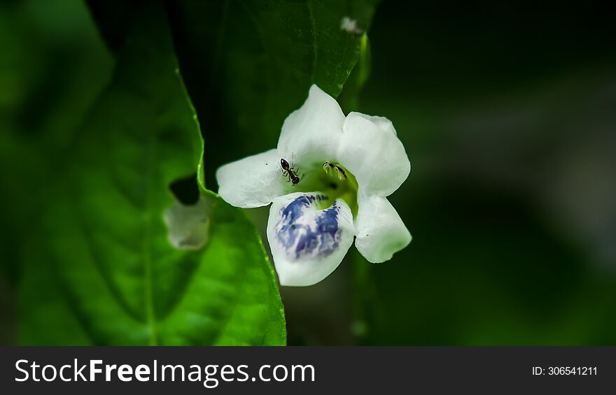 A flower was visited by an ant looking for food and then just left