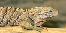 Cuban Iguana Royalty Free Stock Photography