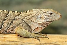 Cuban Iguana Stock Image