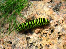 Caterpillar Of The Butterfly Machaon On The Stone Royalty Free Stock Photography Caterpillar Of The Butterfly Machaon On The Stone Royalty Free Stock Photography
