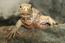 Cuban Iguana Royalty Free Stock Photography