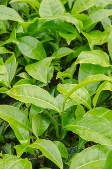 Green Tea Leaves Royalty Free Stock Image Green Tea Leaves Royalty Free Stock Image