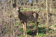 White-tail Deer Stock Photography
