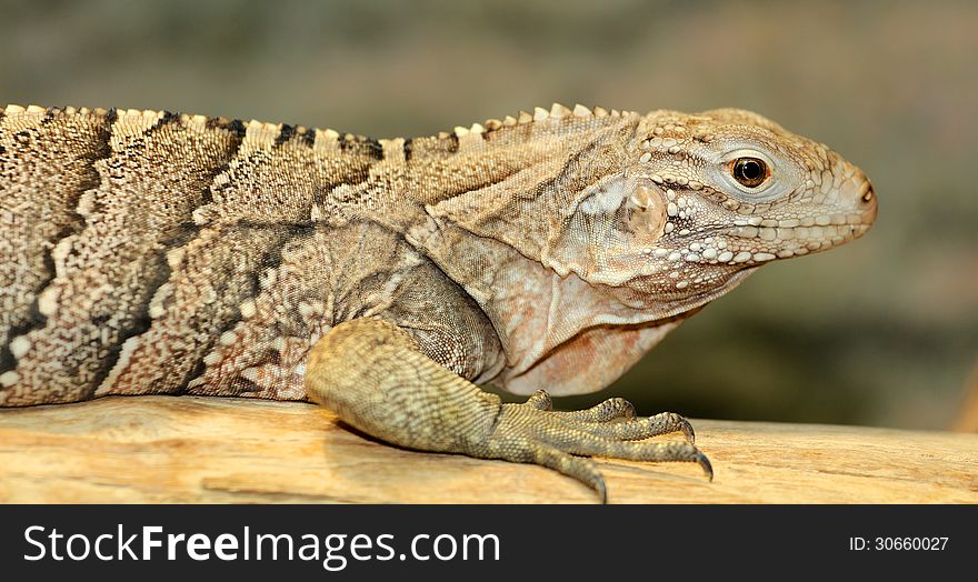 Cuban iguana is a large green lizard