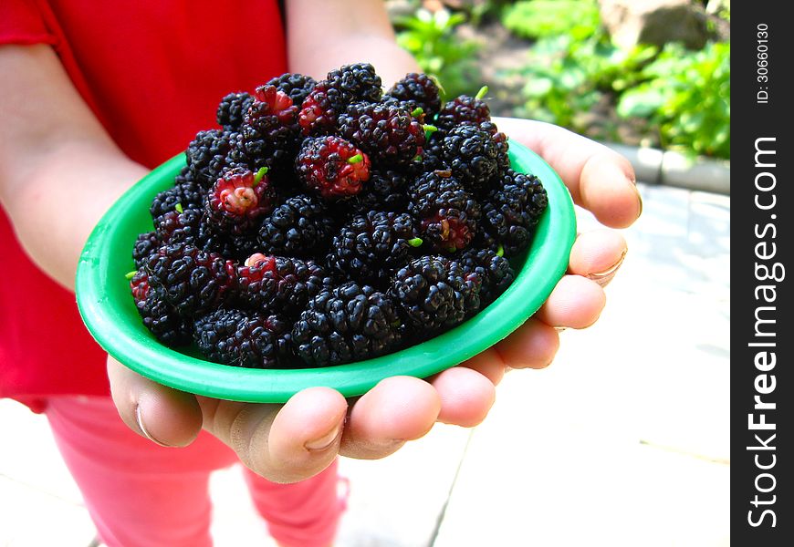 Image of ripe dark berries of mulberry on a plate in the hands. Image of ripe dark berries of mulberry on a plate in the hands
