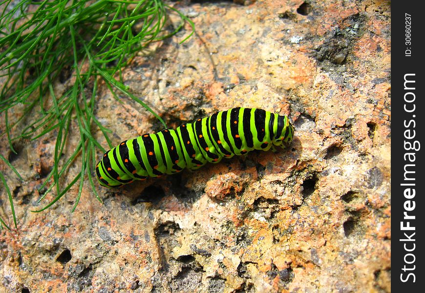 Image of caterpillar of the butterfly machaon on the stone. Image of caterpillar of the butterfly machaon on the stone
