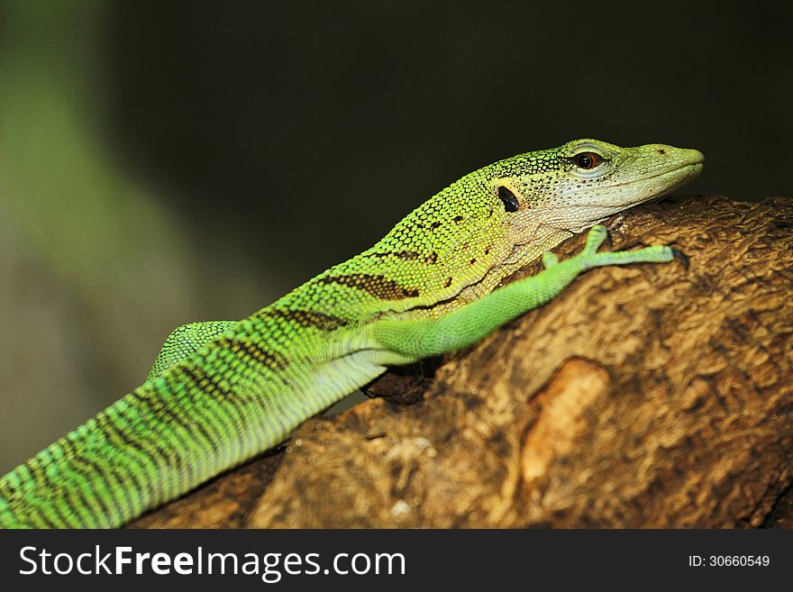 Monitor the emerald green lizard. Monitor the emerald green lizard