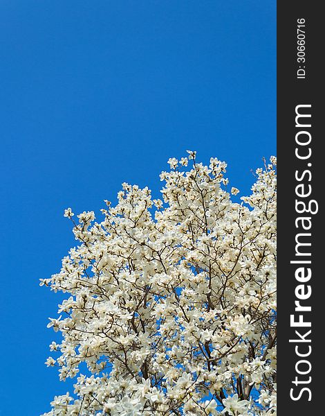 A flourishing Magnolia denudata, or Yulan magnolia.