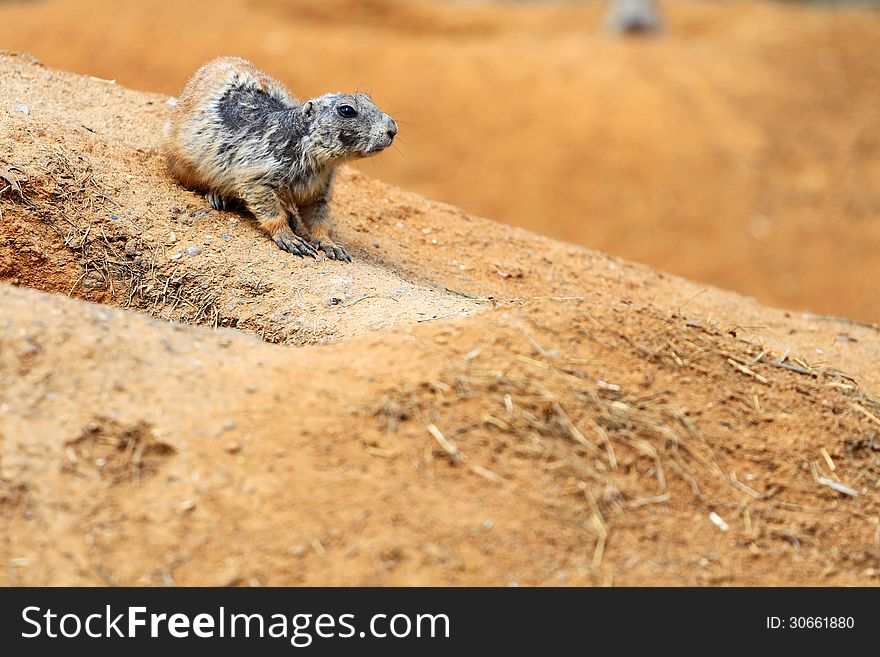 Black-tailed prairie dog is a small rodent