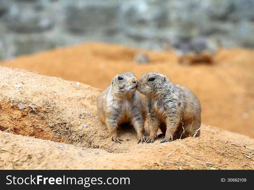 Black-tailed prairie dog is a small rodent