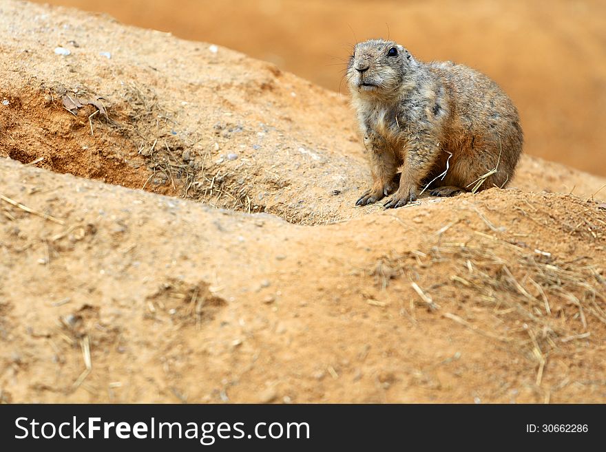 Black-tailed prairie dog