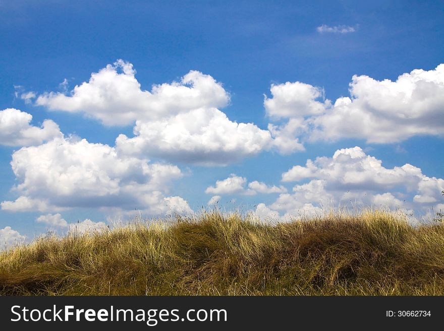 Yellow grass with blue sky and with clound for wallpaper and backgrounds