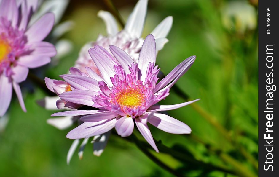 Close up of purpel daisy in bright sunlight