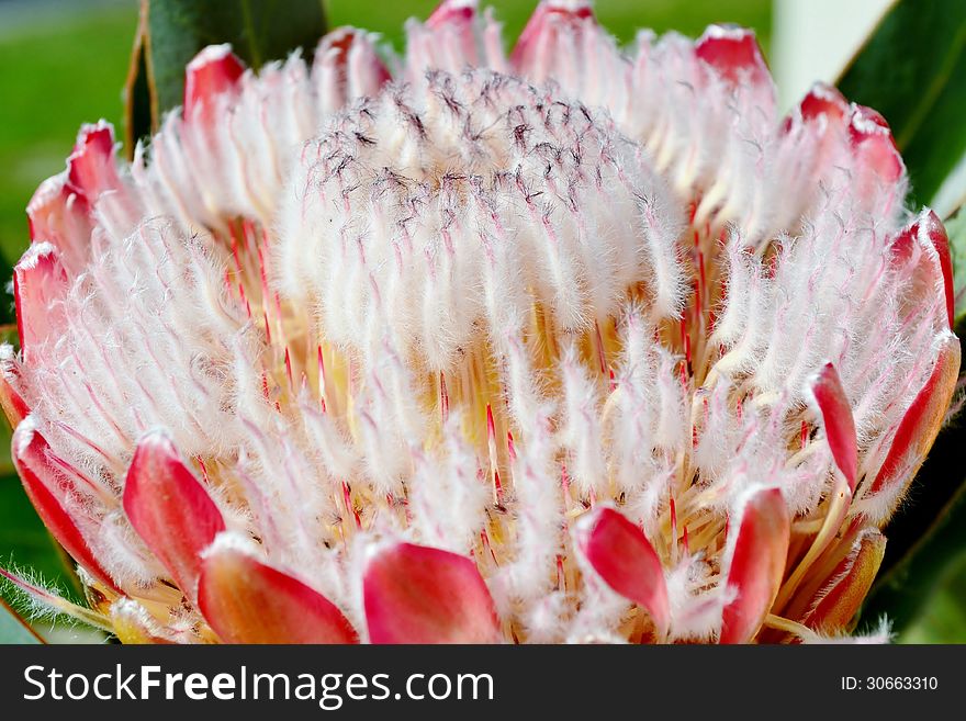 Close up of pink ice protea in sunlight