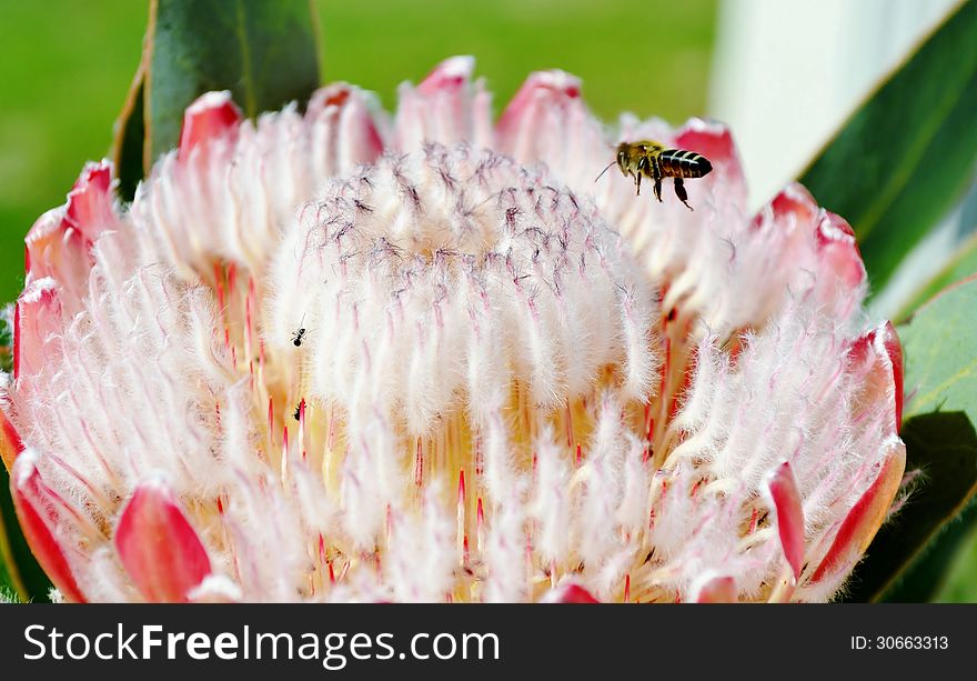 Close up of pink ice protea in sunlight