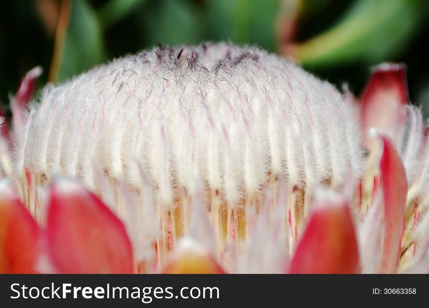 Close up of pink ice protea in sunlight