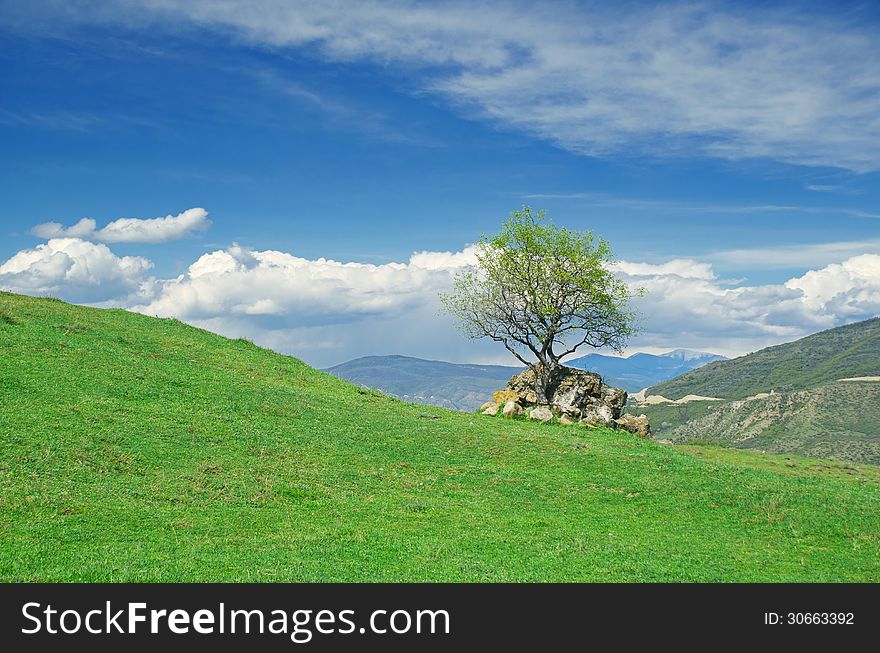 Green Field and the Tree on Hill . picturesque Landscape. Green Field and the Tree on Hill . picturesque Landscape