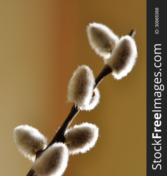 Bough of willow-tree with catkin in front of brown background