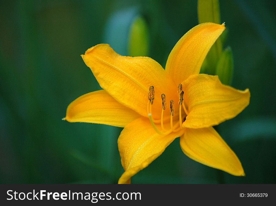 Lonely orange lilly in front of dark background. Lonely orange lilly in front of dark background