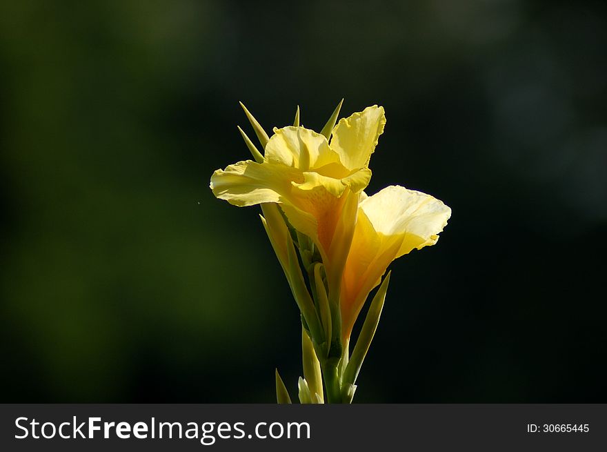 Lonely yellow lily in front of dark background