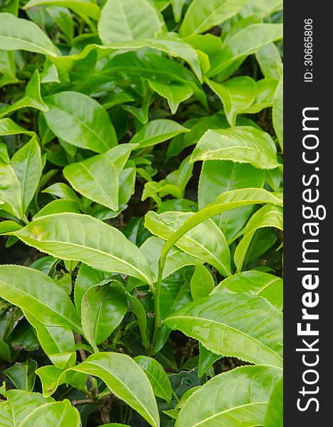 Green Tea Leaves at Cameroon Highlands' green tea farm