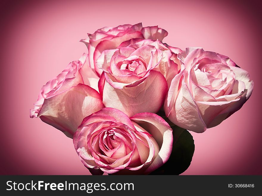 Bouquet of pink roses against a pink background