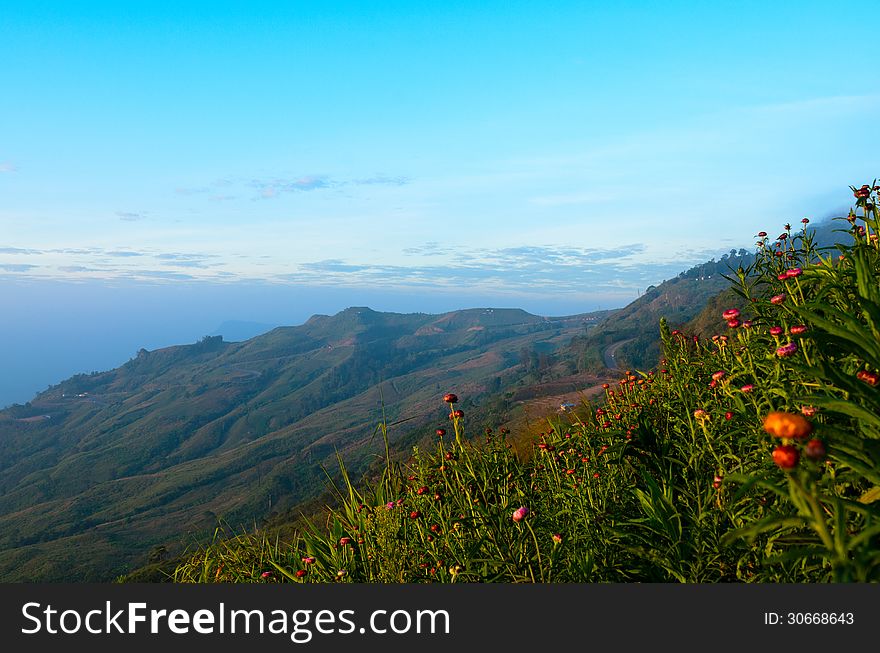 Straw flower fields with mountain