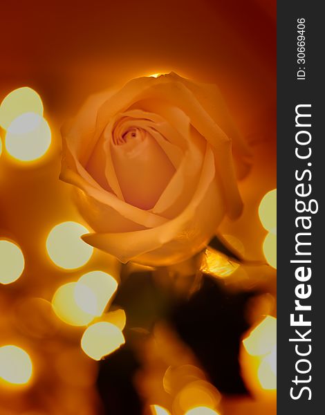 Single soft yellow rose with spot lights in background