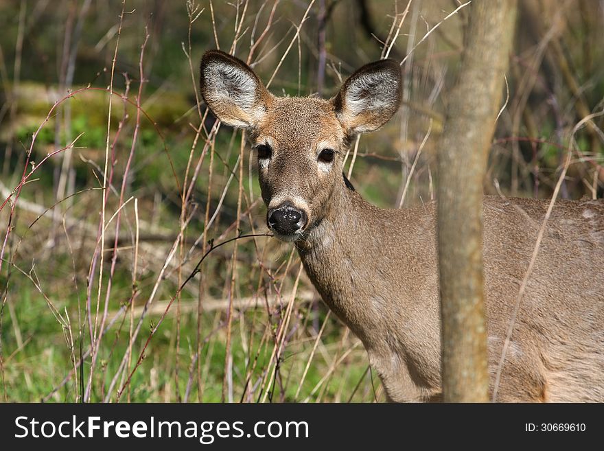 White-tail deer in morning sun body profile looking at camera