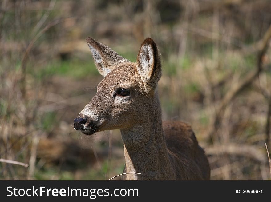 White-tail deer in morning sun profile of head looking left