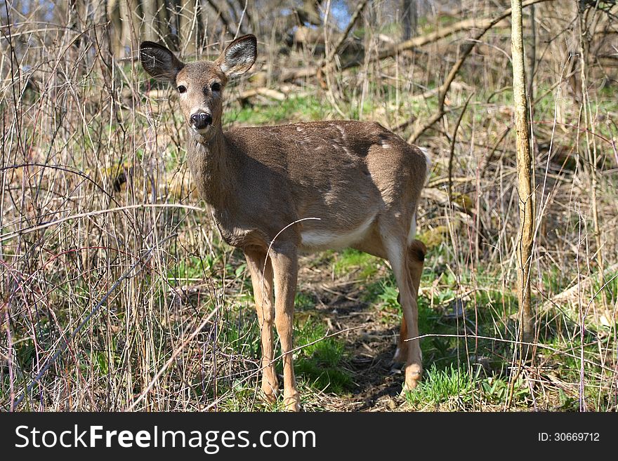 White-tail deer in morning sun losing winter coat