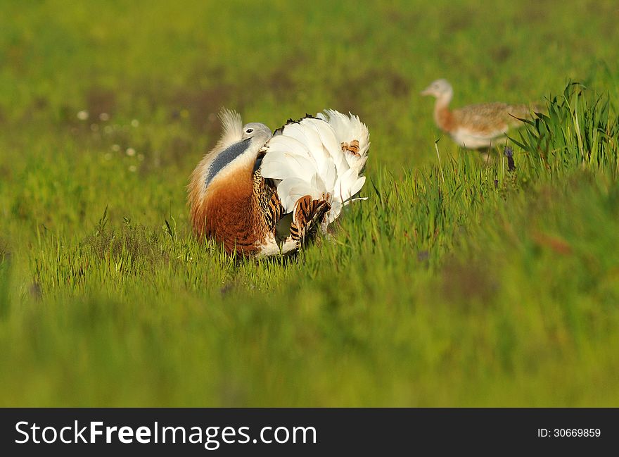 One male Bustard among cereals in heat doing the wheel