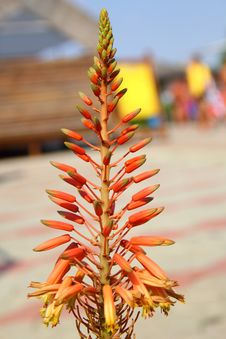 Orange Tropical Flower Stock Photos