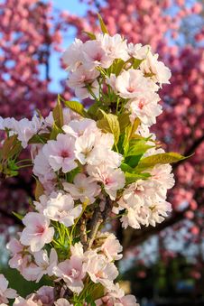 White Blossoms Of Apple On A Background Of Pink Sakura Tree Royalty Free Stock Photos White Blossoms Of Apple On A Background Of Pink Sakura Tree Royalty Free Stock Photos