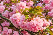 Gentle Pink Flowers Of Japanese Cherry Blossom In Sun Rays Stock Images Gentle Pink Flowers Of Japanese Cherry Blossom In Sun Rays Stock Images