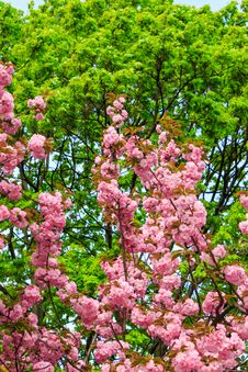 Flowers On The Branches Of Cherry Blossom Against A Green Tree Royalty Free Stock Photos