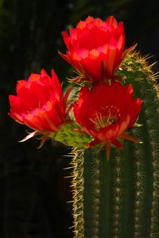 Cactus Flowers Stock Photos